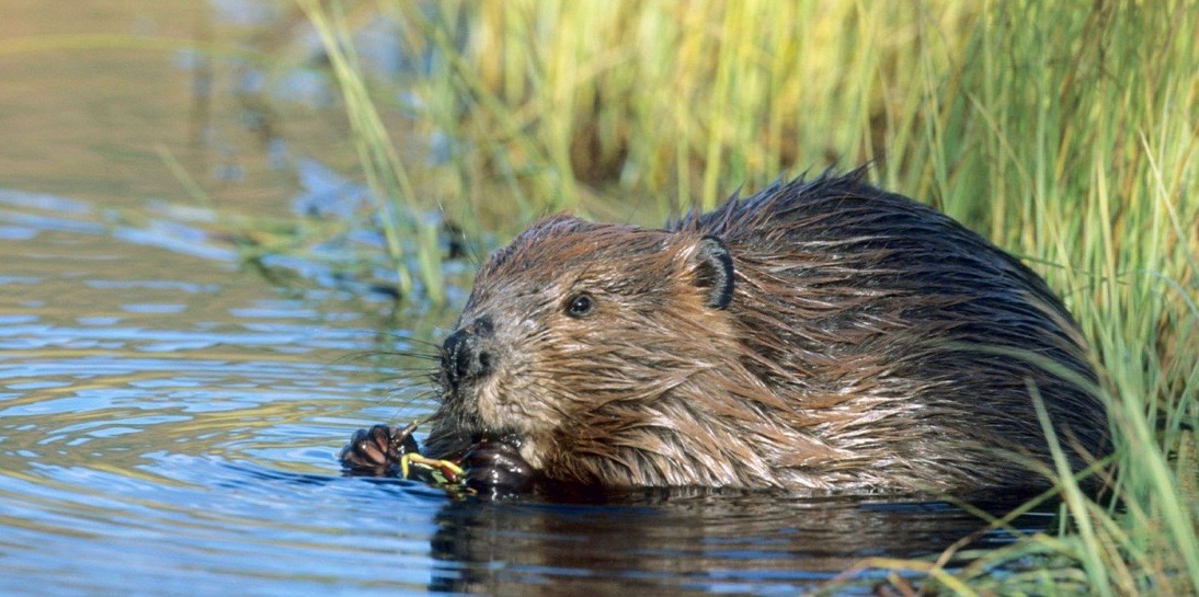 The Beavers of Accokeek Creek